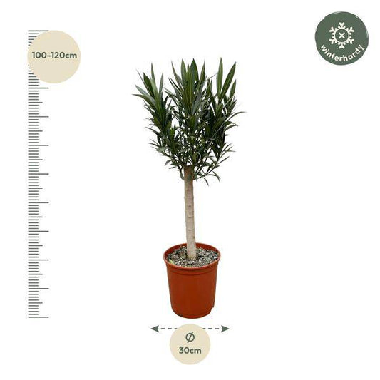 Rosenlorbeer – Nerium Oleander auf Stiel 110cm – Ø22cm – Immergrüne Kübelpflanze mit roten Blüten – Mediterrane Zierpflanze für Garten, Terrasse & Balkon – Duftend & pflegeleicht 