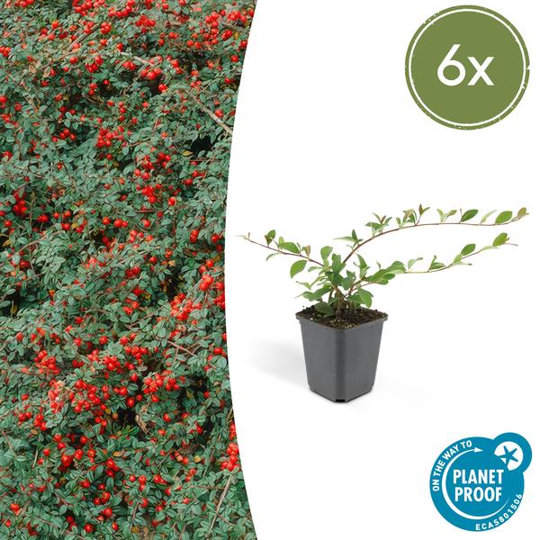 Teppichmispel Cotoneaster dammeri 'Major' – 6 Pflanzen – ↕25cm – Ø9cm – Bodendecker – Blühend & pflegeleicht – Sonne & Schatten 