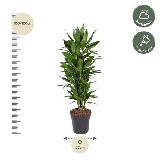 Drachenbaum – Dracaena Janet Lind 110cm – Ø27cm – Elegante Zimmerpflanze mit glänzend dunkelgrünen Blättern – Pflegeleichte Grünpflanze für Büro, Wohnzimmer & Wintergarten
