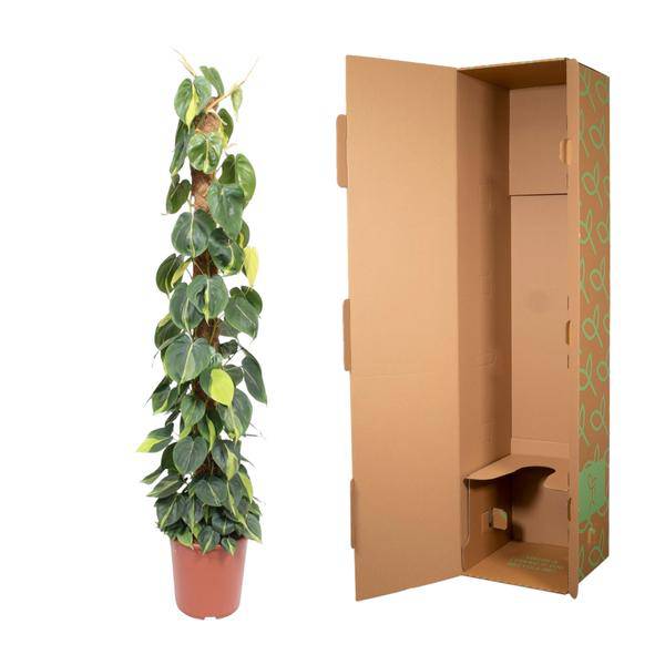 Baumfreund – Philodendron Scandens Brasil 150cm – Ø27cm – Kletterpflanze mit Moosstock – Herzförmige Blätter – Pflegeleichte Zimmerpflanze für Wohnzimmer, Büro & Wintergarten 