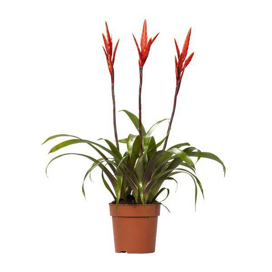 Bromelie - Vriesea Elan Toef - Zimmerpflanze - Ø12cm - ↕55cm 