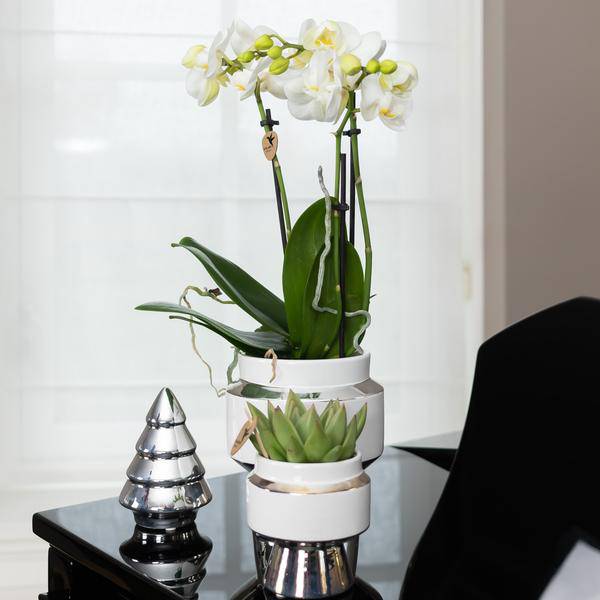 Set aus weißer Orchidee und Sukkulente auf Silbertablett 