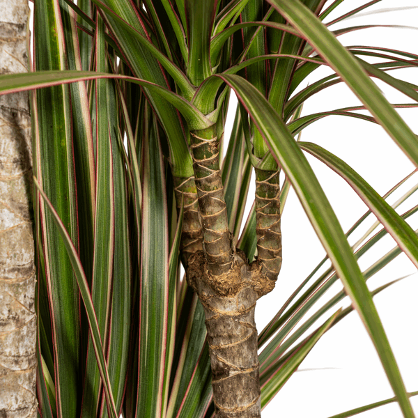 Dracaena Marginata Bicolor – Drachenbaum – Ø21cm – ↕110-130cm – Elegante Zimmerpflanze mit zweifarbigen Blättern – Pflegeleicht & luftreinigend 
