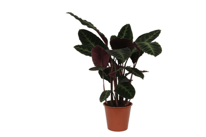 Calathea Warscewiczii – Korbmarante – Zimmerpflanze – ca. 80cm hoch – Ø19cm – Tropische Blattschmuckpflanze 