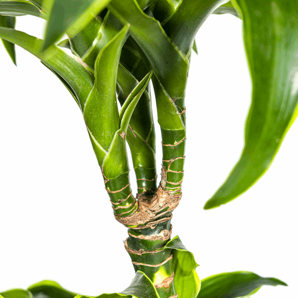 Dracaena Deremensis Dorado – Drachenbaum – Ø24cm – ↕120-140cm – Elegante Zimmerpflanze mit dunkelgrünen Blättern & gelbem Rand – Pflegeleicht & luftreinigend 