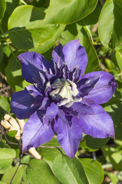 Waldrebe - Clematis Multi Blau - Clematis Blau - Ø15cm - ↕65cm 