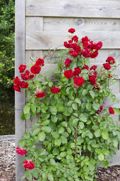 Rote Rose - Rosa Crazy in love 'Red' - Ø15cm - ↕65cm 
