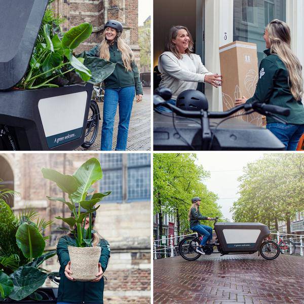 Glücksfeder Zamioculcas Zamiifolia – Zimmerpflanze – Ø 17cm – Höhe 70cm – Pflegeleicht & Wasserspeichernd – Halbschatten geeignet 