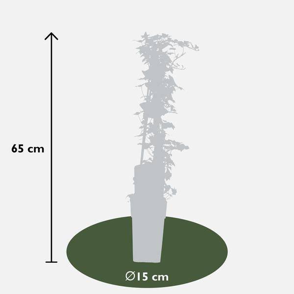 Gemeiner Efeu - Hedera helix - Ø15cm - ↕65cm 