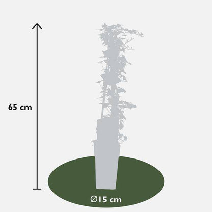 Gemeiner Efeu - Hedera helix - Ø15cm - ↕65cm 