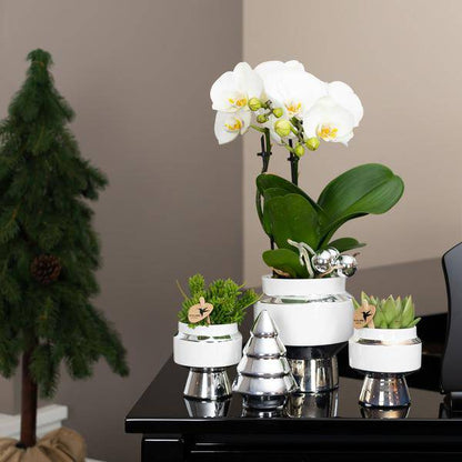 Le Chic Blumentopf – Weißer Keramik-Ziertopf mit silbernen Details – Ø6cm – Dekorativer Übertopf für Orchideen & Grünpflanzen – Elegantes Design 
