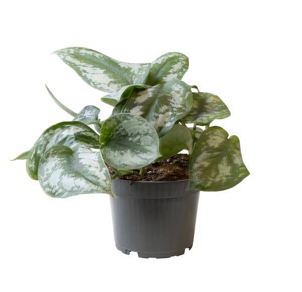 Philodendron Scandens Pictus Trebie – Baumfreund – Ø12cm – ↕22cm – Pflegeleichte Hänge- & Kletterpflanze – Exotisches Blattmuster für Innenräume 