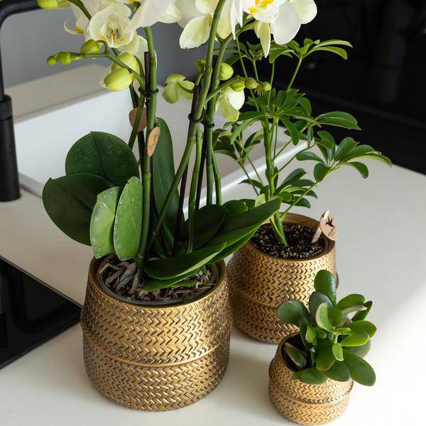 Blumentopf Groove – Gold – Ø9cm – Runder Keramik-Ziertopf mit Rillenstruktur – Mattes Finish – Dekotopf für Orchideen & Grünpflanzen – Für Wohnzimmer & Büro 
