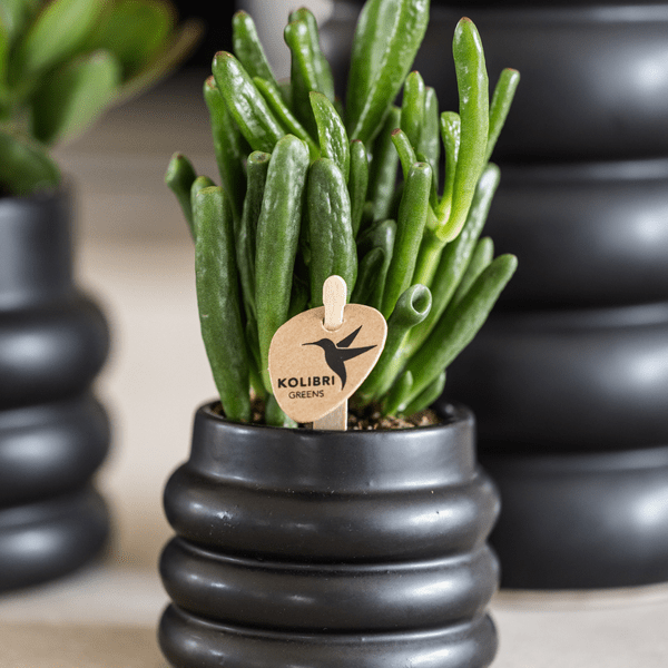 Sukkulente - Crassula Hobbit - Ø6cm - Zimmerpflanze 
