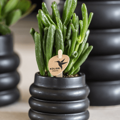 Sukkulente - Crassula Hobbit - Ø6cm - Zimmerpflanze 