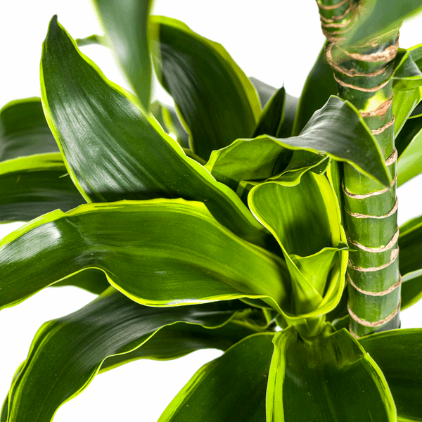 Dracaena Deremensis Dorado – Drachenbaum – Ø24cm – ↕120-140cm – Elegante Zimmerpflanze mit dunkelgrünen Blättern & gelbem Rand – Pflegeleicht & luftreinigend 