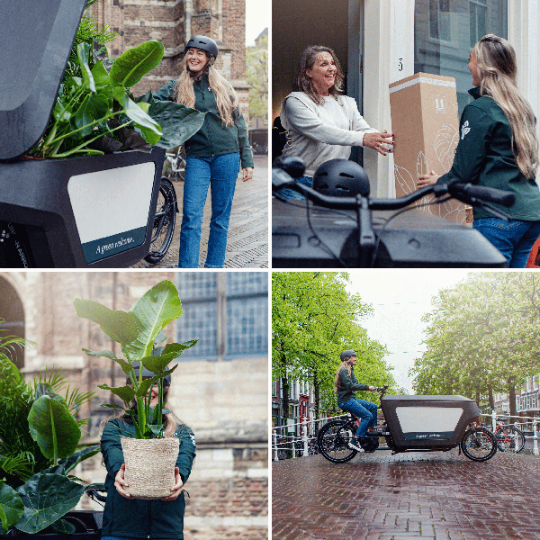 Sansevieria im Glaszylinder – Ø12cm – ↕30cm – Pflegeleichte Zimmerpflanze im dekorativen Glasgefäß – Luftreinigend & robust – Für Wohnzimmer, Büro oder Schlafzimmer 