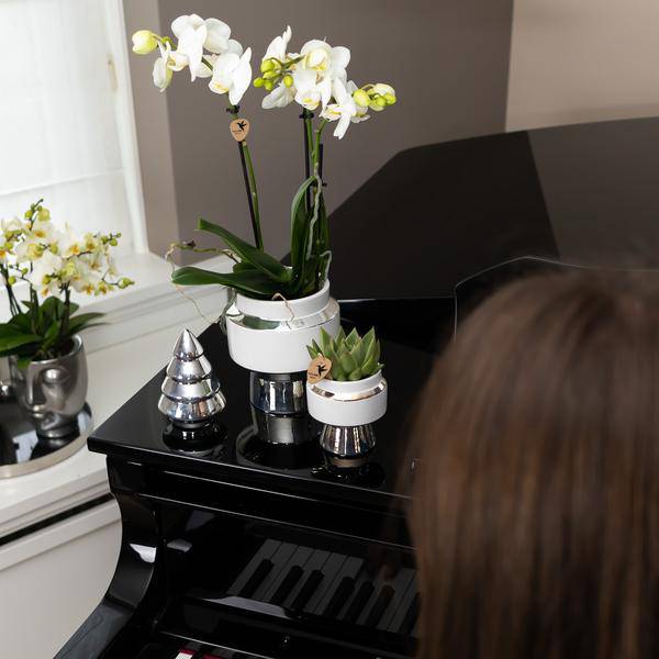 Phalaenopsis Orchidee Weiß – Amabilis – Ø9cm x H40cm – Le Chic Deko-Topf Silber – Blühende Zimmerpflanze mit 2–3 Zweigen – Eleganter Blumentopf für stilvolles Wohnen 