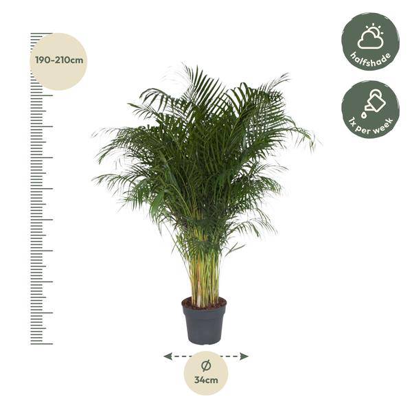 Goldfruchtpalme – Dypsis Lutescens – Areca-Palme – Zimmerpflanze – 200 cm hoch – Ø34 cm Topf – Tropisches Grün für Wohnzimmer & Büro – Luftreinigend & pflegeleicht 