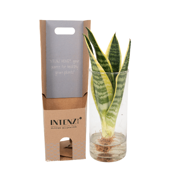 Sansevieria im Glaszylinder – Ø12cm – ↕30cm – Pflegeleichte Zimmerpflanze im dekorativen Glasgefäß – Luftreinigend & robust – Für Wohnzimmer, Büro oder Schlafzimmer 