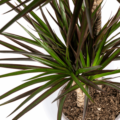 Dracaena Marginata Magenta – Drachenbaum – Zimmerpflanze Ø24cm ↕130-150cm – Dunkelgrüne Blätter mit Rotrand – Pflegeleicht 
