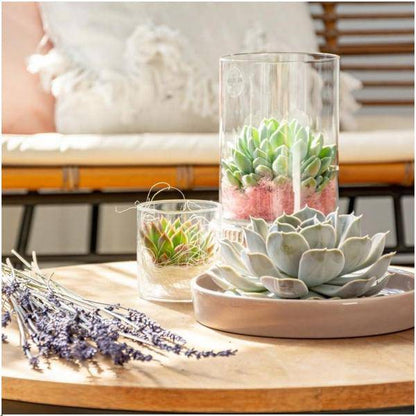 Sukkulente - Echeveria Pulidonis in Schale 'taupe' - Zimmerpflanze - Ø20 cm - ↕5 cm 