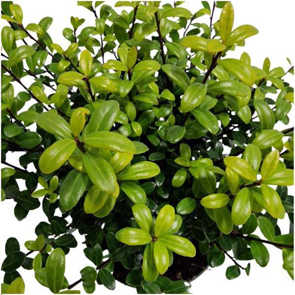 Stechpalmenhecke - Ilex crenata 'Jenny'® - 1 Meter - Pflanzenset mit 6 winterharten Heckenpflanzen - Immergrüne Hecke 
