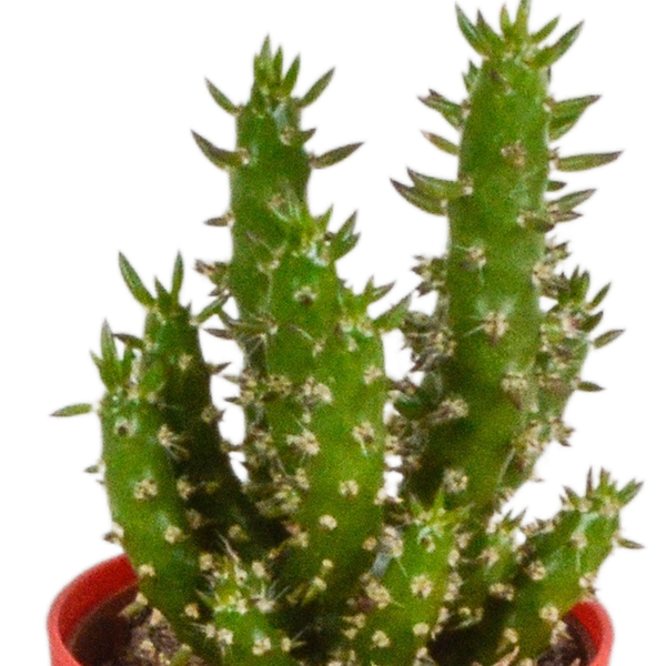 Kaktus - Mix - 5,5 cm - 5 Stück - Zimmerpflanze - im Topf mit Klee 