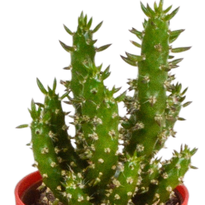 Kaktus - Mix - 5,5 cm - 5 Stück - Zimmerpflanze - im Topf mit Klee 