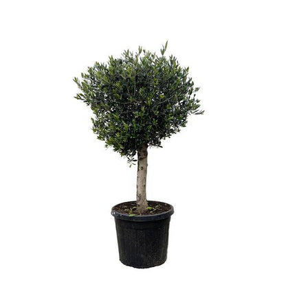 Olivenbaum – Olea Europaea Lorc 180cm – Ø50cm – Mediterrane Kübelpflanze mit silbergrünen Blättern – Edler Olivenbaum für Garten, Terrasse, Balkon & Wintergarten – Pflegeleicht 