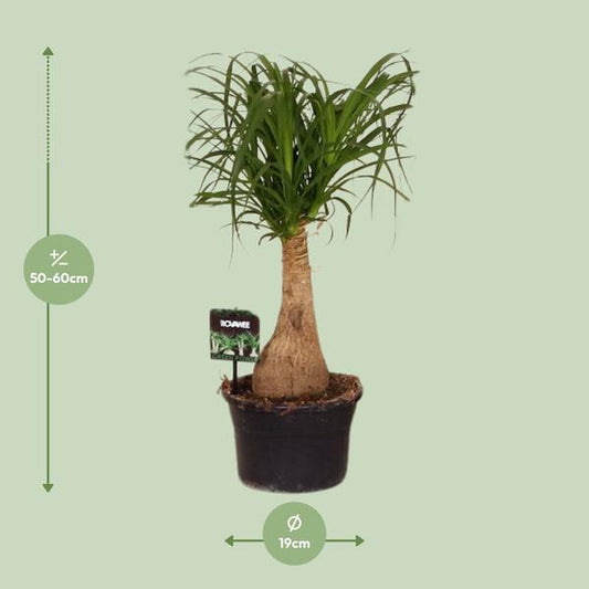 Elefantenfuß - Beaucarnea Nolina - Zimmerpflanze - Ø19cm - ↕60cm 