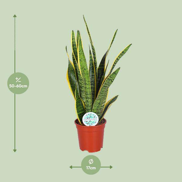 Bogenhanf - Sansevieria Trifasciata Laurentii - Zimmerpflanze - Ø17cm - ↕60cm 