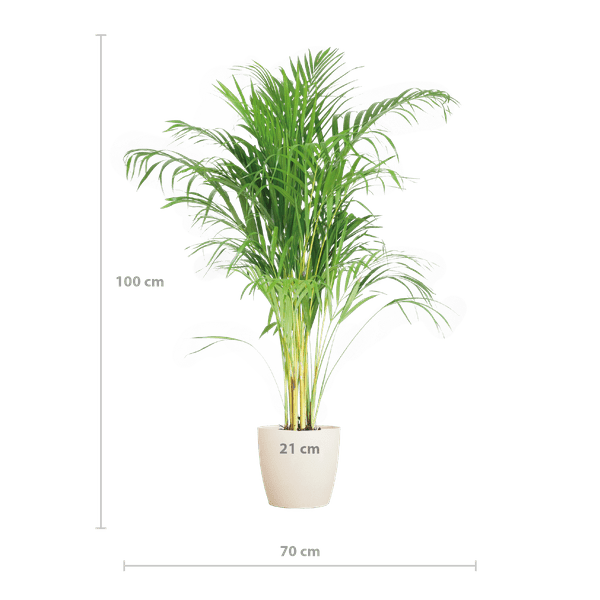 Areca-Palme Dypsis Goldfruchtpalme – Zimmerpflanze ↕100cm Ø21cm – Mit Viber Topf Weiß – Luftreinigende Tropenpflanze für Wohnzimmer & Büro – Nachhaltig & dekorativ 