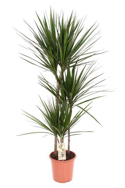 Drachenbaum – Dracaena Marginata – Ø21cm – 120cm hoch – Zimmerpflanze – Pflegeleicht & Stylisch 