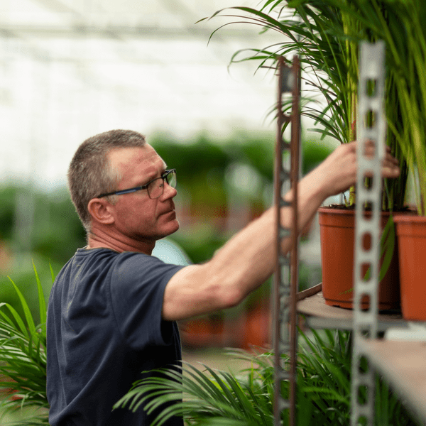 Drachenbaum Dracaena Marginata – Zimmerpflanze – Ø21cm x ↕120cm – Tropische Grünpflanze mit luftreinigender Wirkung – Pflegeleicht – Ideal für Wohnzimmer & Büro 