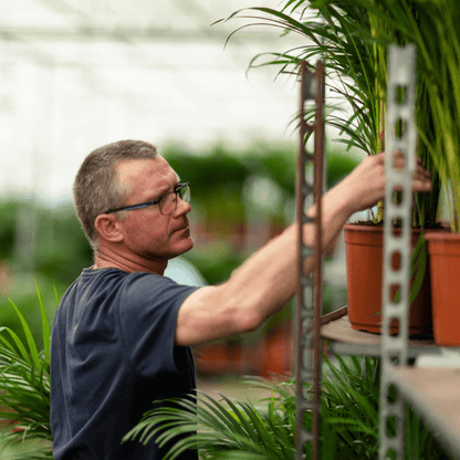Drachenbaum Dracaena Marginata – Zimmerpflanze – Ø21cm x ↕120cm – Tropische Grünpflanze mit luftreinigender Wirkung – Pflegeleicht – Ideal für Wohnzimmer & Büro 