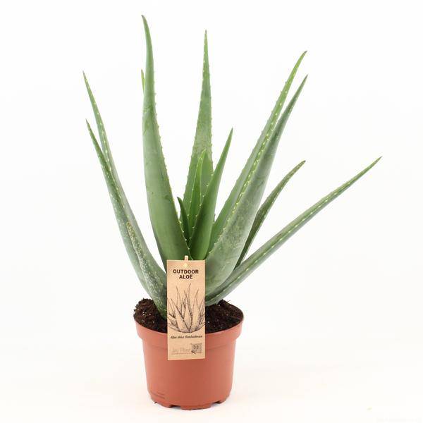 Aloe vera Ø19cm – 70cm Höhe im Topf