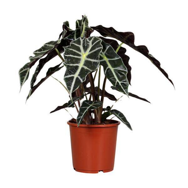 Pfeilblatt - Alocasia Polly - Zimmerpflanze - Ø17cm - ↕45cm 