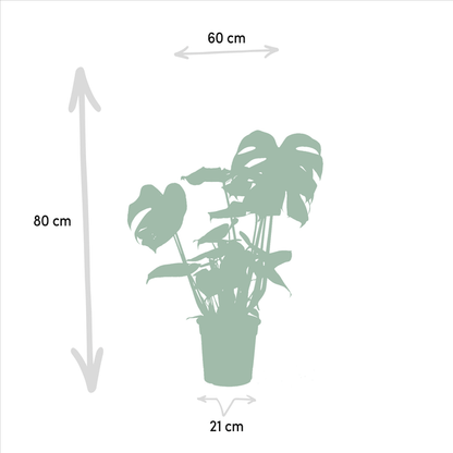 Pflanzenset - Monstera Deliciosa - Ø21cm - ↕75cm + Alocasia Zebrina - Ø19cm - ↕75cm + Strelitzia Nicolai - Ø19cm - ↕85cm 