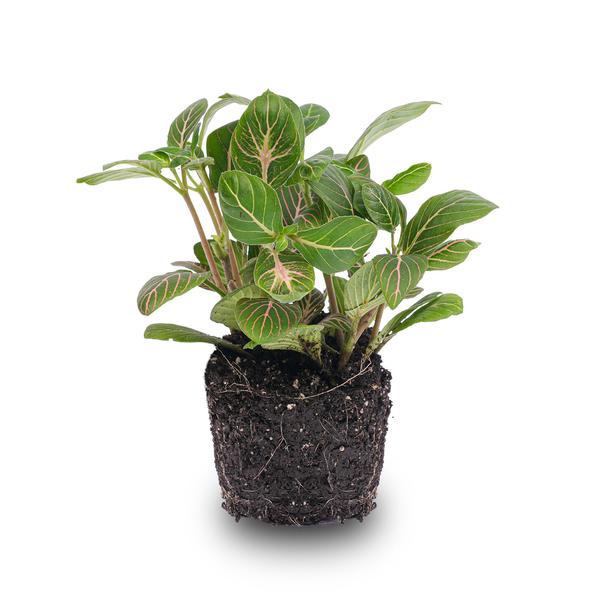 Fittonia Joly Josan – Mosaikpflanze – Zimmerpflanze – Terrarienpflanze – Tropische Pflanze mit roten & grünen Blättern – Ø8,5cm 