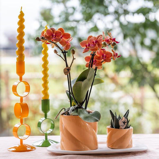Phalaenopsis Orchidee Orange mit Grünpflanze im Candy Ziertopf auf weißem Bio-Tablett – Zimmerpflanzen Set – Geschenkidee – Dekoration 