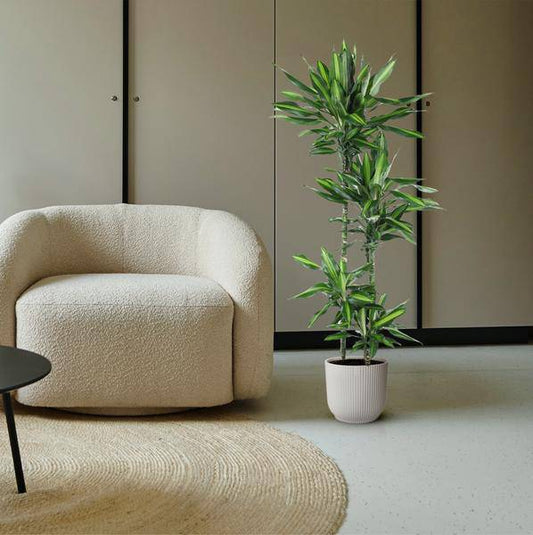 Drachenbaum – Dracaena Cintho 150cm – Ø27cm – Zimmerpflanze mit grünen Blättern & hellgrünem Rand – Tropische pflegeleichte Dekopflanze für Wohnzimmer, Büro & Wintergarten 