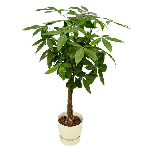 Pachira Aquatica – Glückskastanie – Geldbaum – Zimmerpflanze ca. 160cm – ø30cm – inkl. Pflanzgefäß Greenville Weiß – XXL Glückspflanze mit geflochtenem Stamm für Wohnzimmer, Büro & Wintergarten 