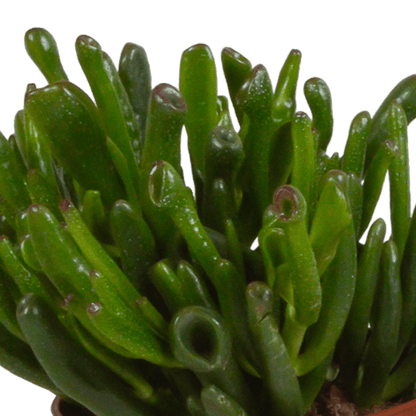 Sukkulente - Crassula Mix - 10,5 cm - 3 Stück 