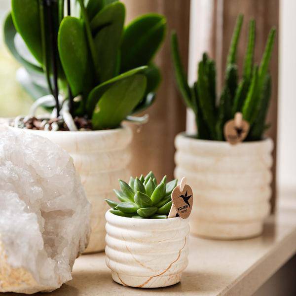 Phalaenopsis Orchidee Lausanne Weiß + Sukkulente – Pflanzenset – Zimmerpflanze inkl. Keramik Topfset im Marmor-Design & Tablett – Elegantes Geschenkset für Wohnzimmer, Büro & Dekoration 