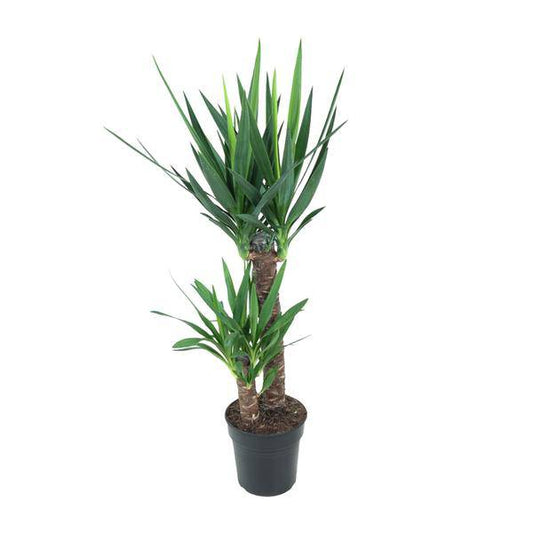 Riesen-Palmlilie - Yucca Elephantipes - Zimmerpflanze - Ø21cm - ↕100cm 