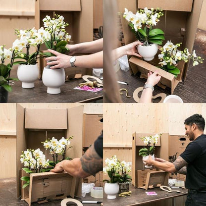 Phalaenopsis Orchideen „Morelia“ – 2 Pflanzen – Fliederfarben – Ø9cm – Blühende Zimmerpflanzen mit 2–3 Zweigen 