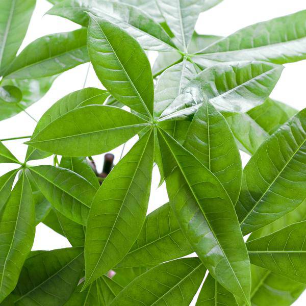Pachira Aquatica 80cm – Glückskastanie Geldbaum Zimmerpflanze Ø21cm – pflegeleichte Pflanze mit geflochtenem Stamm im nachhaltigen Viber Grau Topf – dekorative luftreinigende Zimmerpflanze 