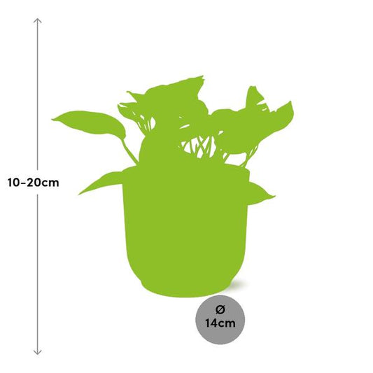 Efeutute Scindapsus Epipremnum Marble Queen – Zimmerpflanze inkl. Ziertopf Vibes Fold Rosa Ø14cm – Herzförmige, marmorierte Blätter – Luftreinigend & pflegeleicht – Für Wohnzimmer & Büro 