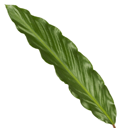Calathea Wavestar – Korbmarante – Zimmerpflanze Ø19cm – Höhe ca. 80cm – Exotische Blattschmuckpflanze für Innenräume 